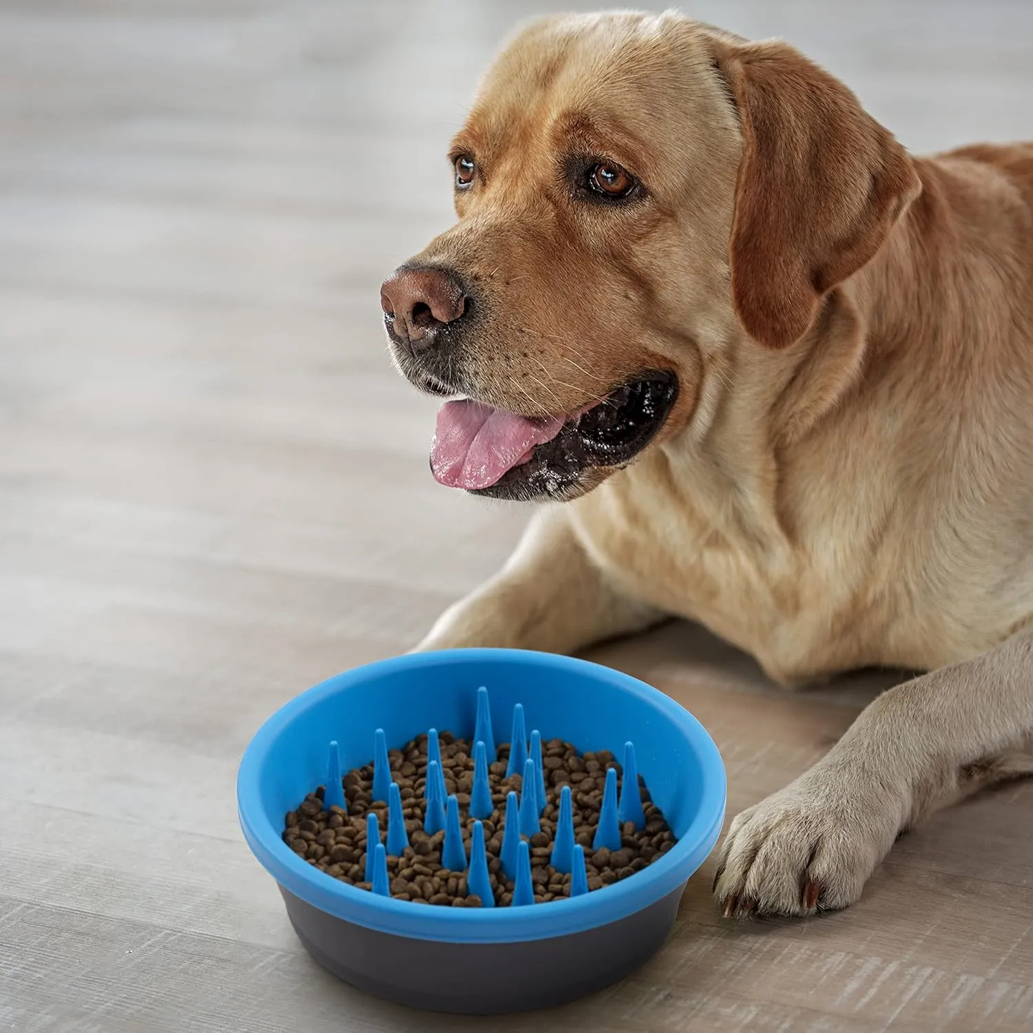 Dexas Slow Feeder Dog Bowl for Healthier Digestion, Teeth and Gums, 6 Cup Capacity, Gray and Blue