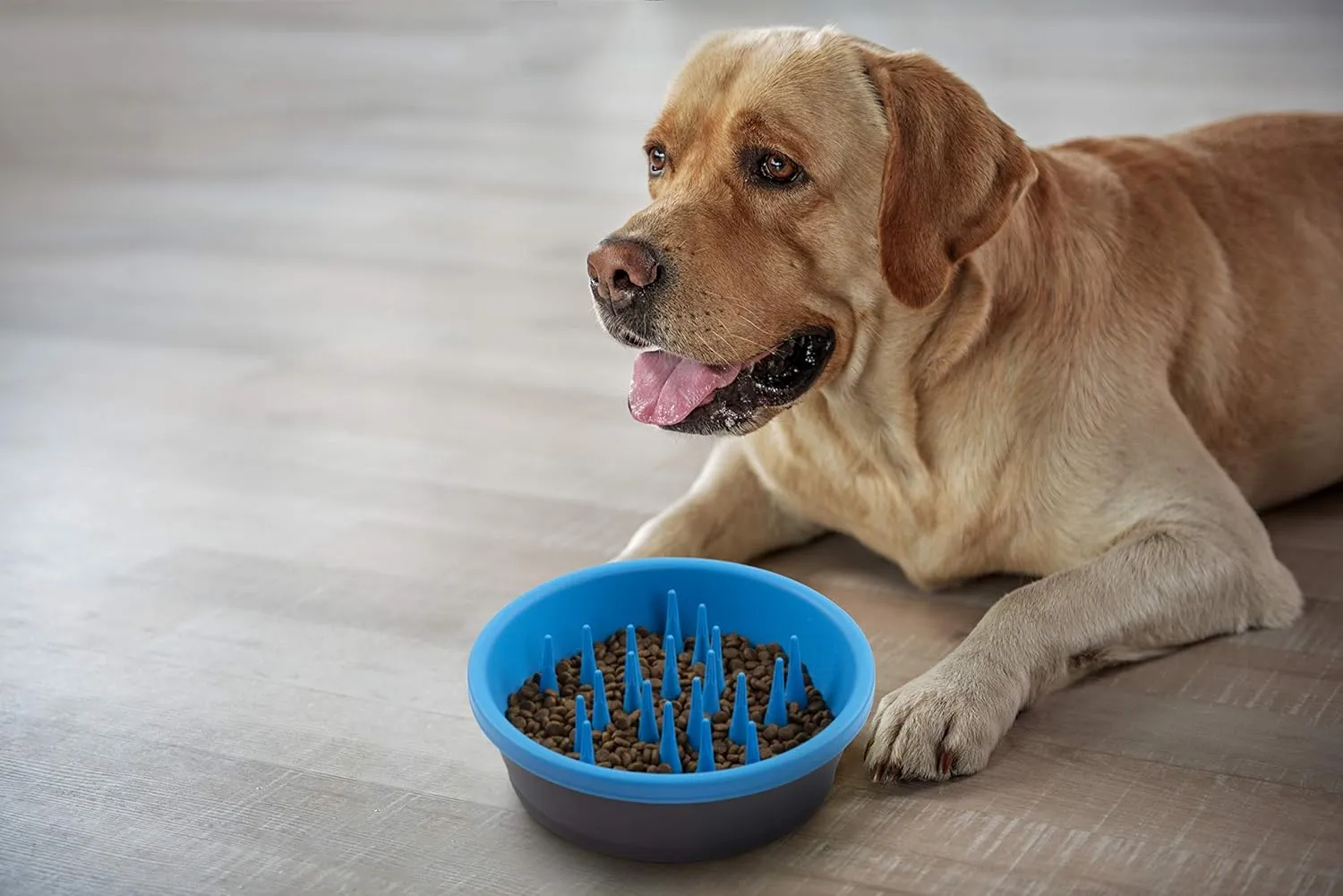 Dexas Slow Feeder Dog Bowl for Healthier Digestion, Teeth and Gums, 6 Cup Capacity, Gray and Blue