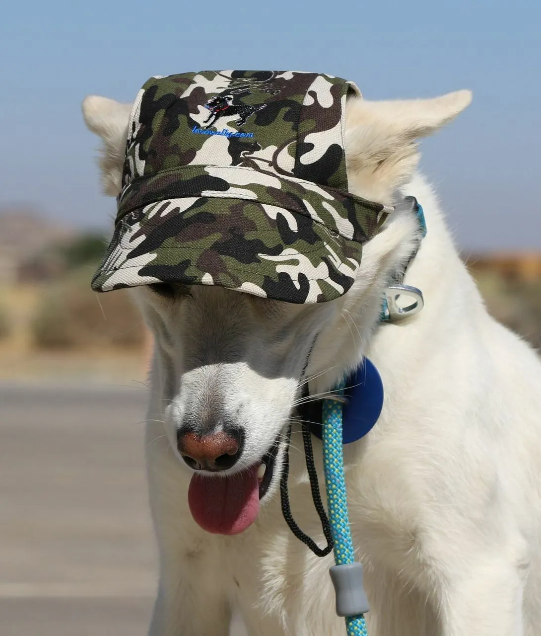 Dog Outdoor Adventure Gear Embroidered Pet Hat LoveWally Adjustable