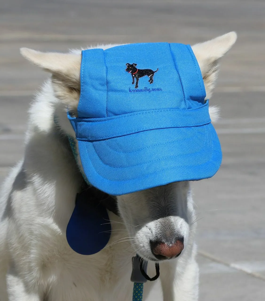 Dog Outdoor Adventure Gear Embroidered Pet Hat LoveWally Adjustable