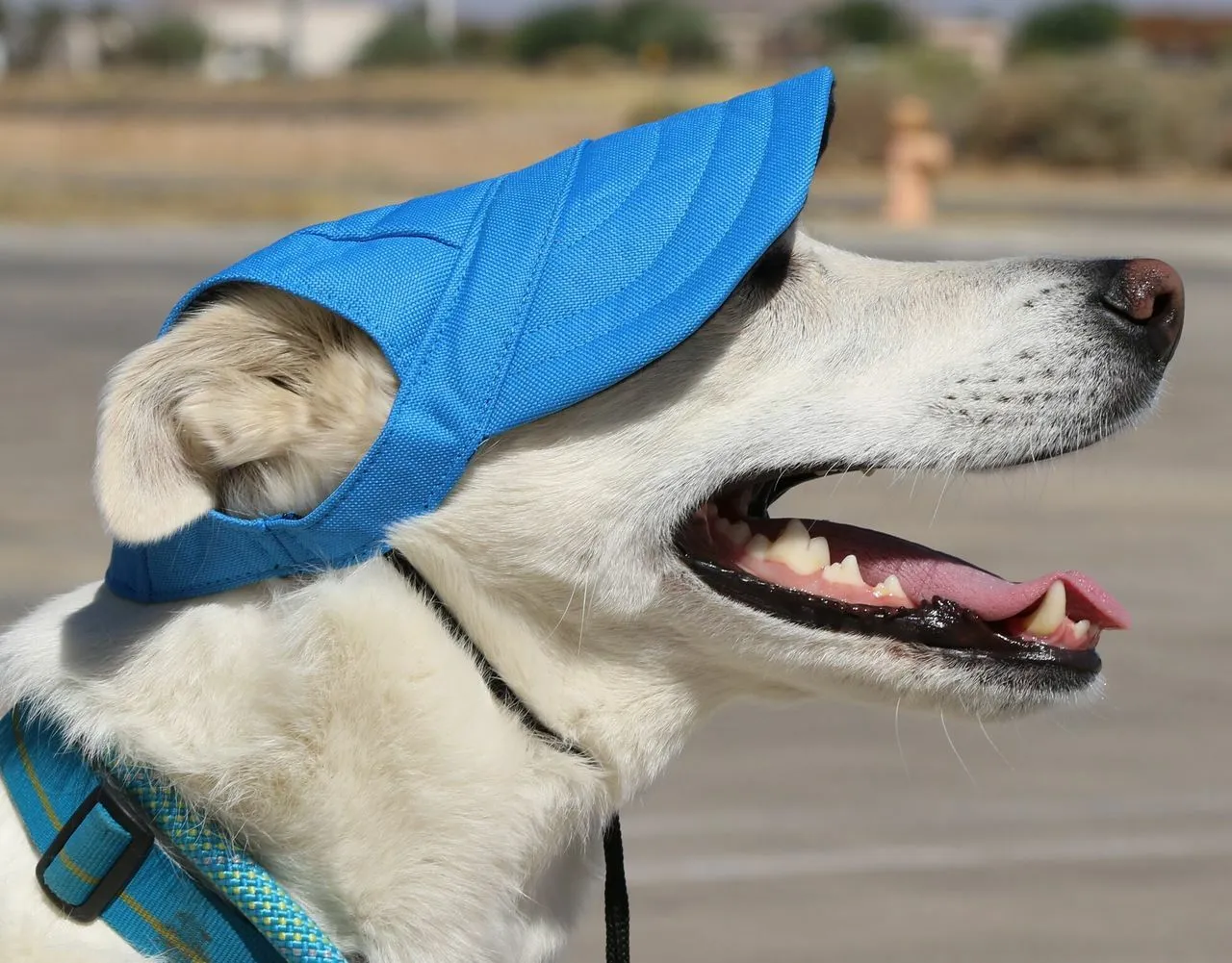 Dog Outdoor Adventure Gear Embroidered Pet Hat LoveWally Adjustable