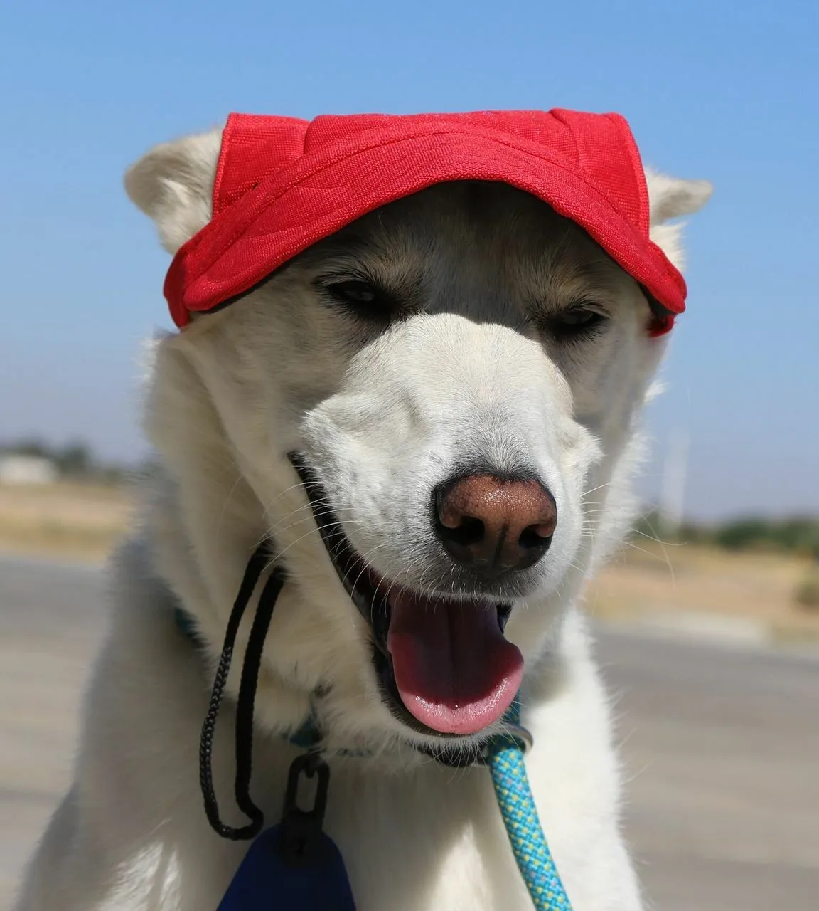 Dog Outdoor Adventure Gear Embroidered Pet Hat LoveWally Adjustable