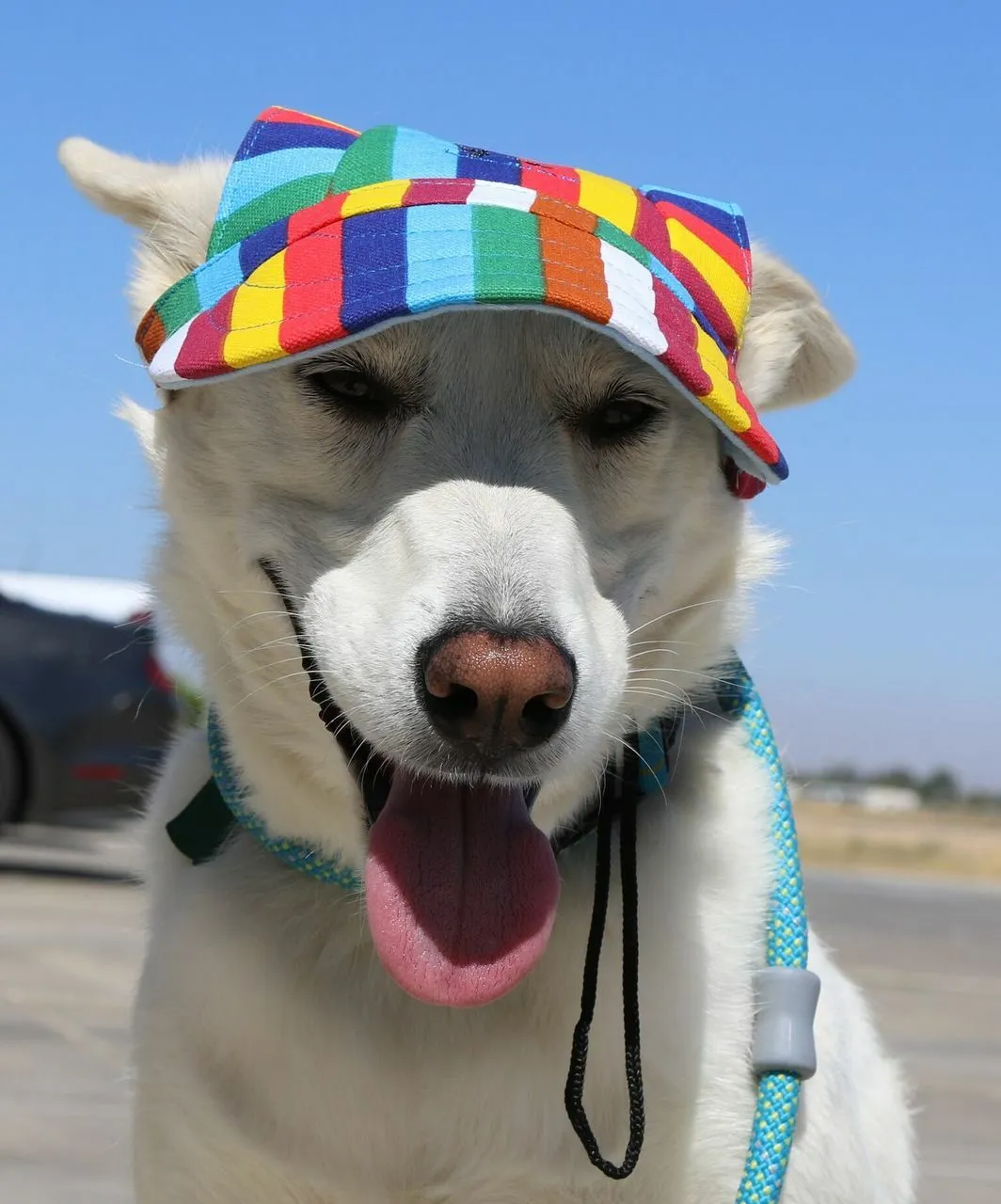 Dog Outdoor Adventure Gear Embroidered Pet Hat LoveWally Adjustable