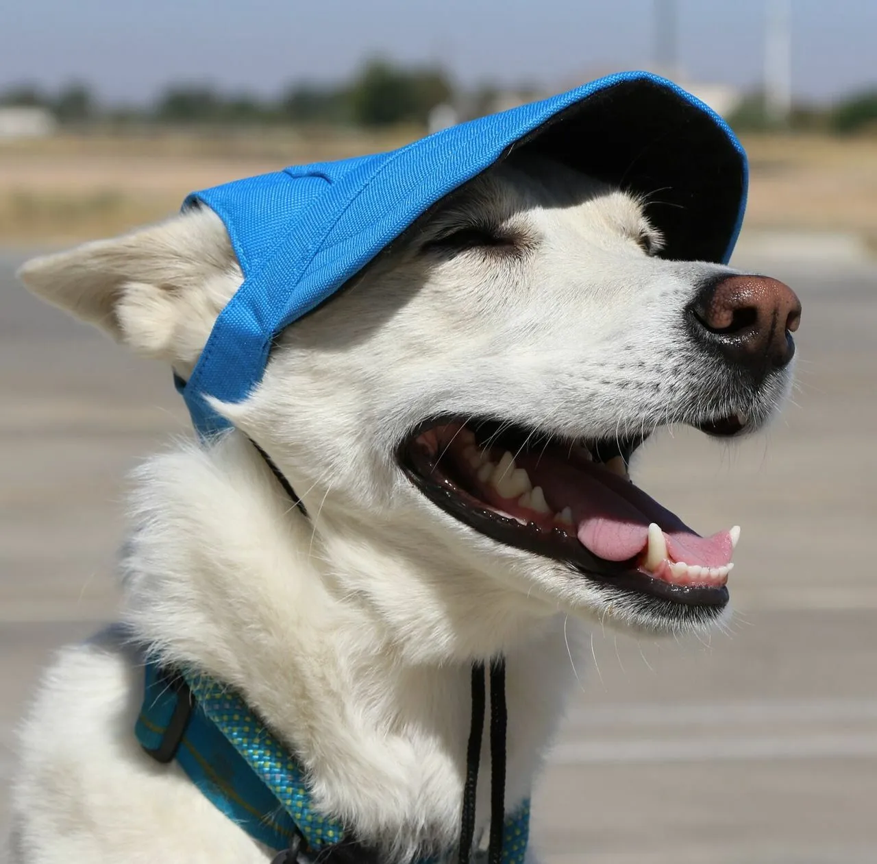 Dog Outdoor Adventure Gear Embroidered Pet Hat LoveWally Adjustable