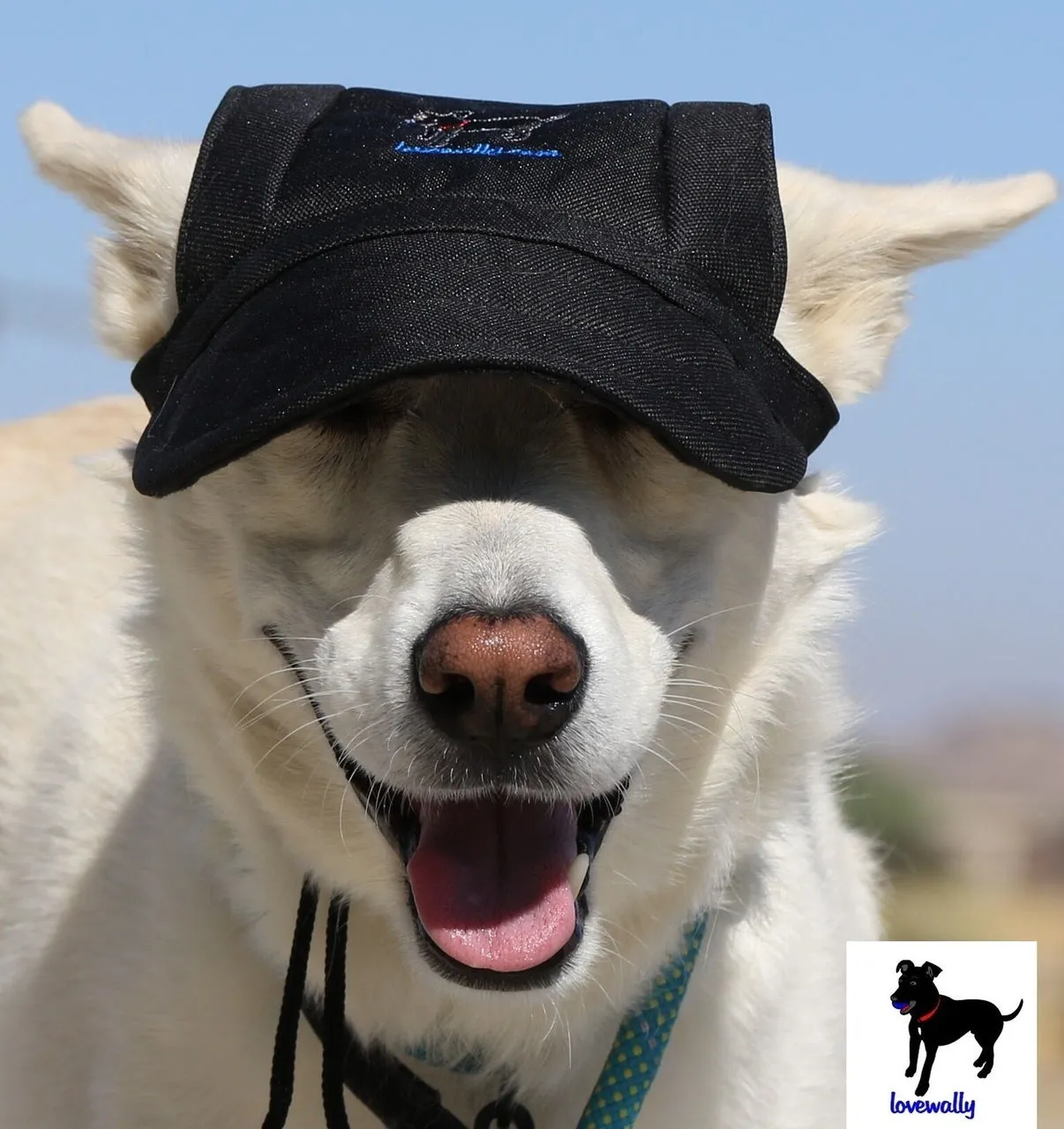Dog Outdoor Adventure Gear Embroidered Pet Hat LoveWally Adjustable