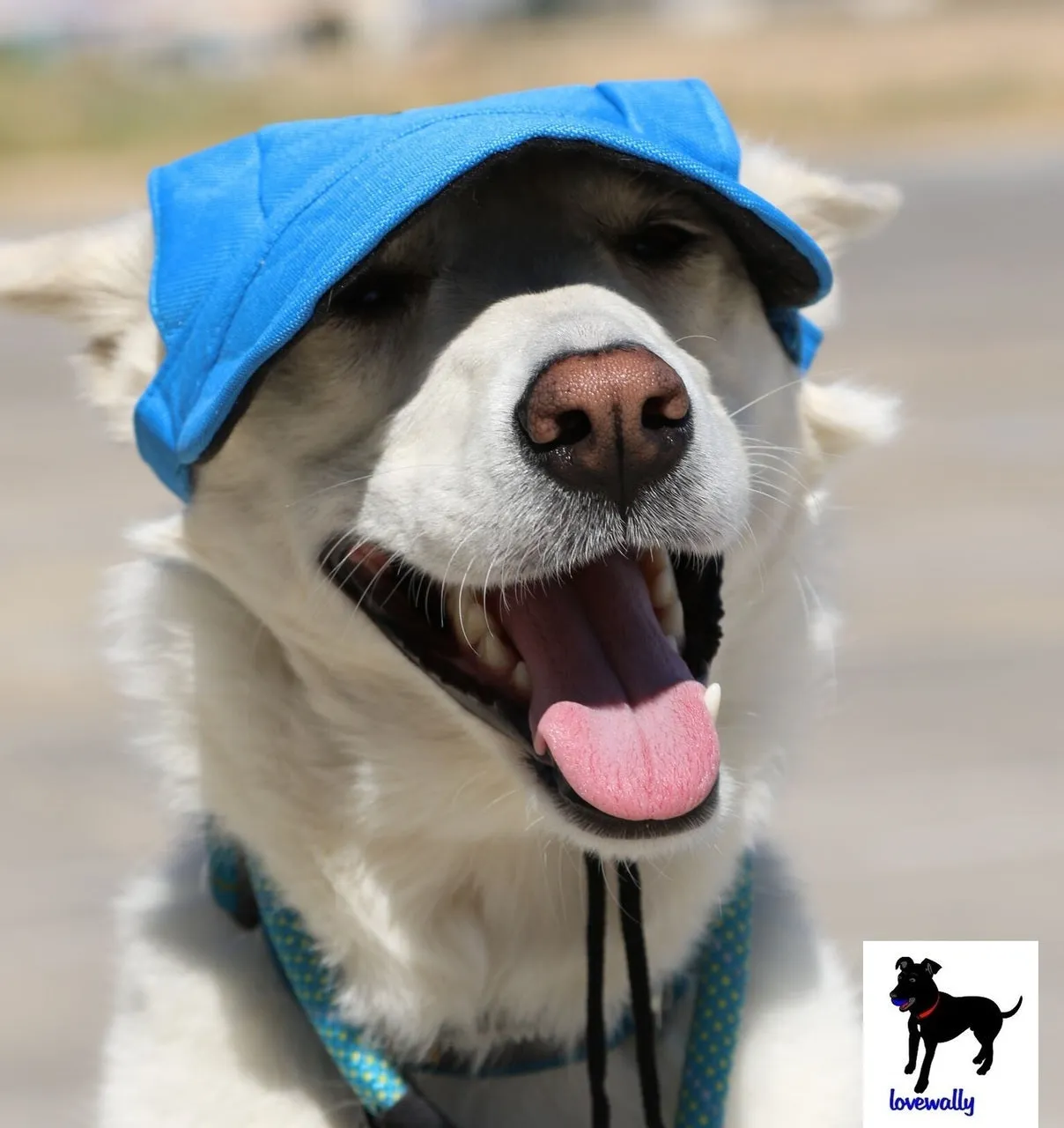 Dog Outdoor Adventure Gear Embroidered Pet Hat LoveWally Adjustable