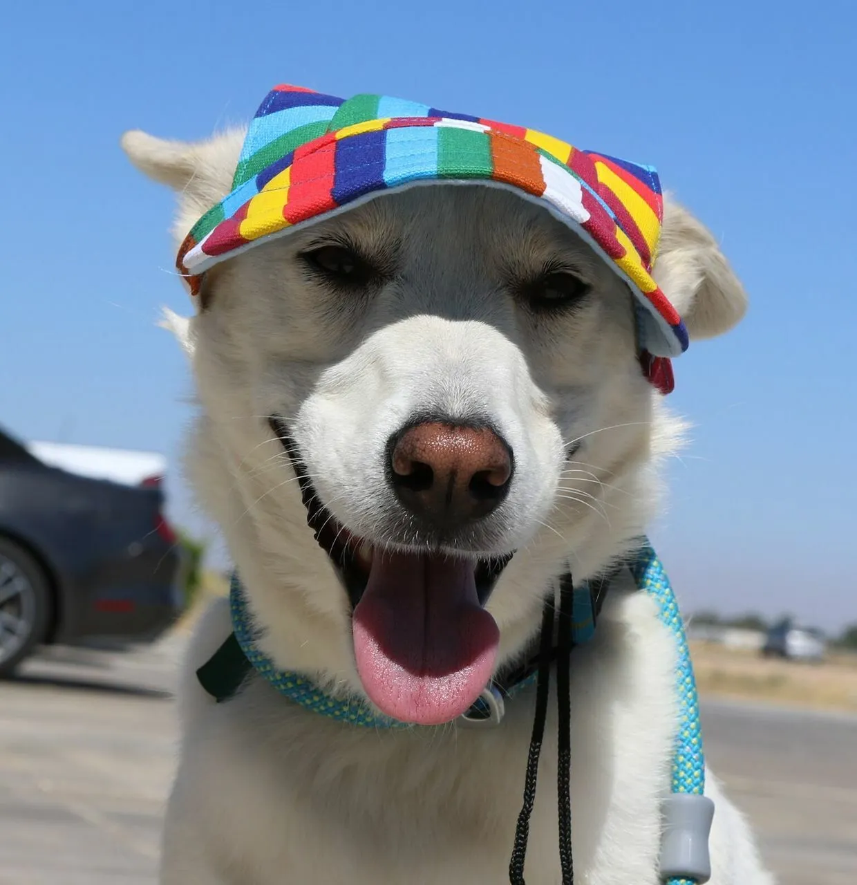 Dog Outdoor Adventure Gear Embroidered Pet Hat LoveWally Adjustable