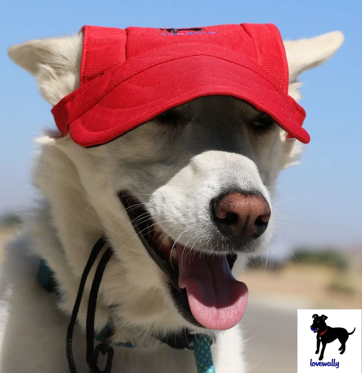 Dog Outdoor Adventure Gear Embroidered Pet Hat LoveWally Adjustable