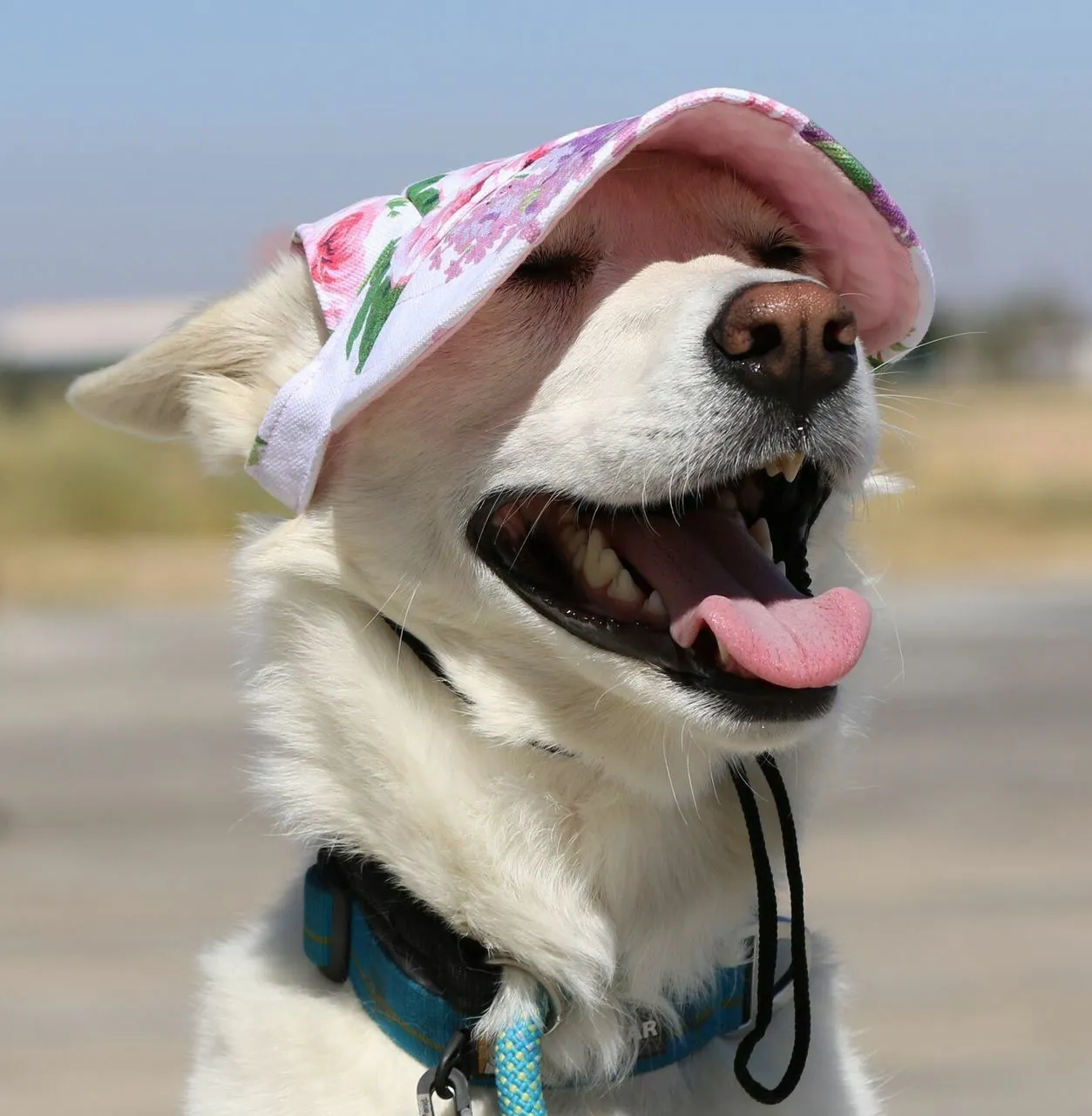 Dog Outdoor Adventure Gear Embroidered Pet Hat LoveWally Adjustable