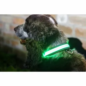 Illuminated Pet Light Up Collar