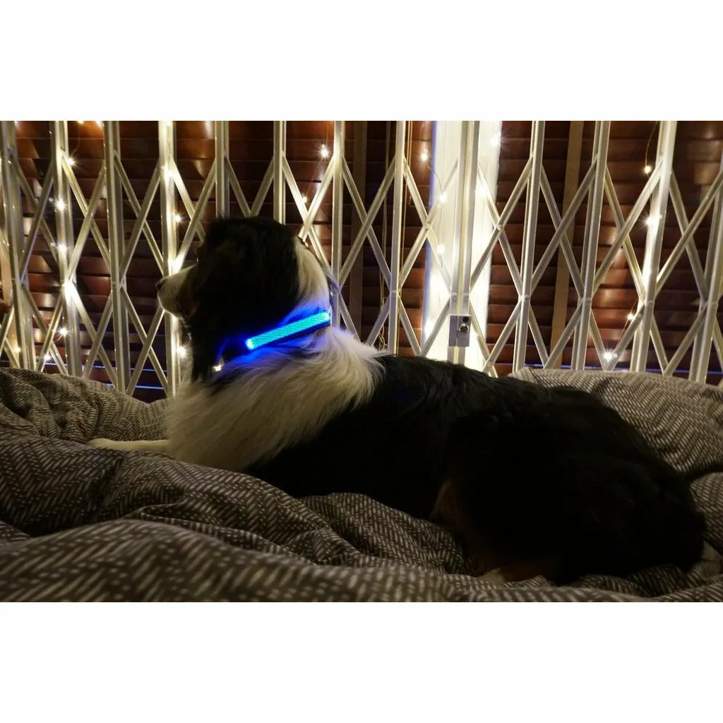 Illuminated Pet Light Up Collar