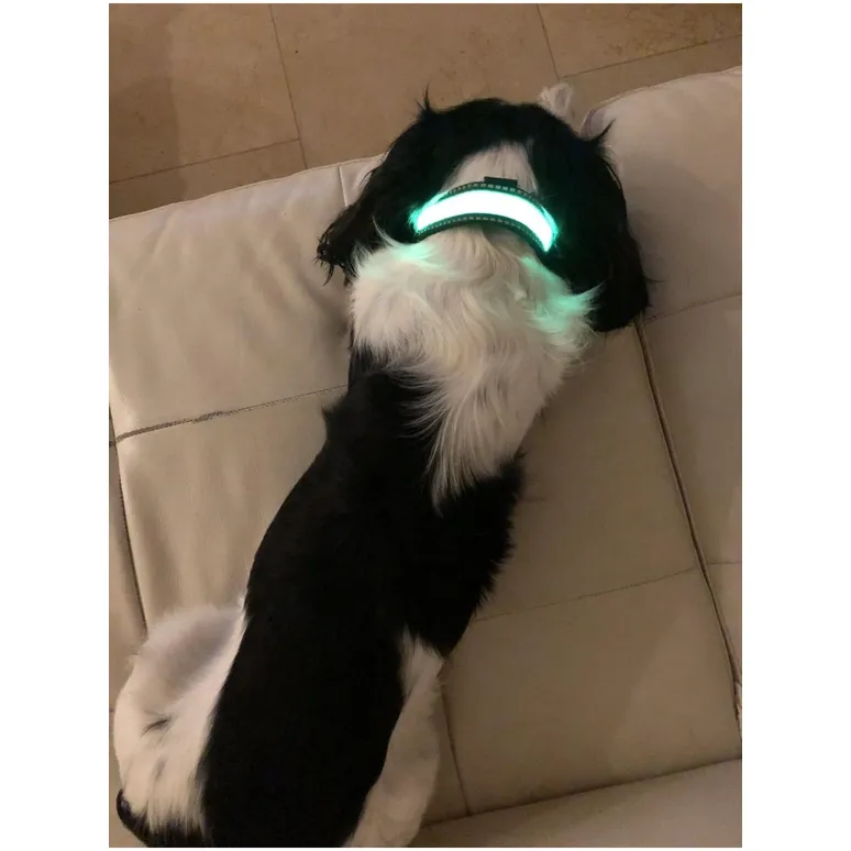Illuminated Pet Light Up Collar