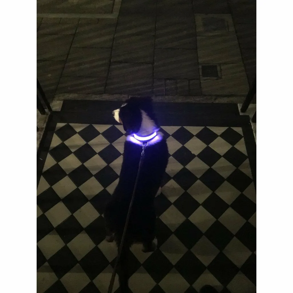 Illuminated Pet Light Up Collar