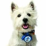 Leash Locket SALE NOW ONLY $4.99