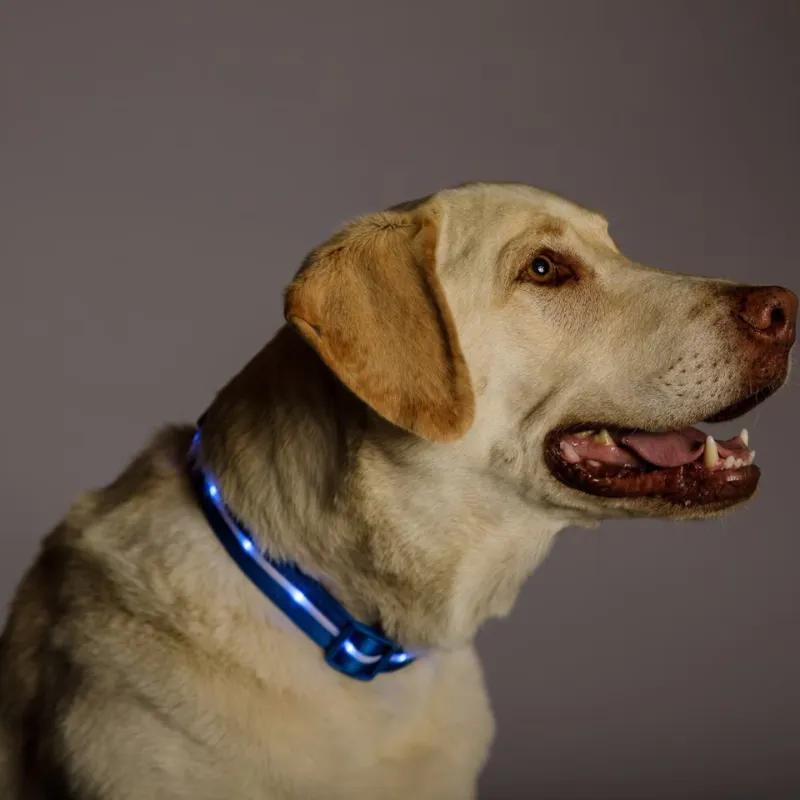 LED Design Dog Leash For Training