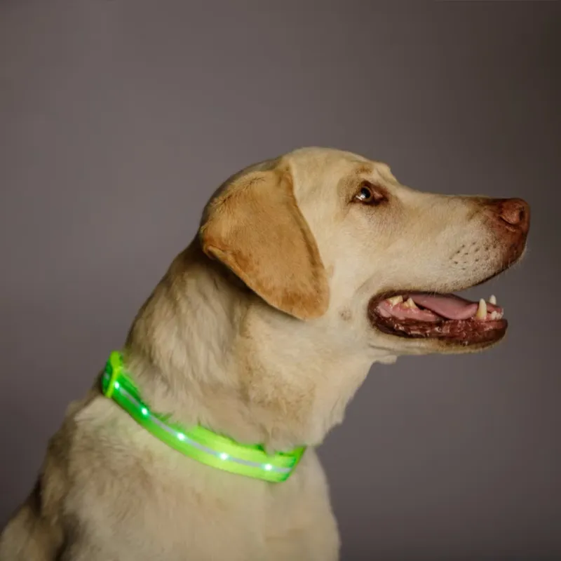 LED Design Dog Leash For Training