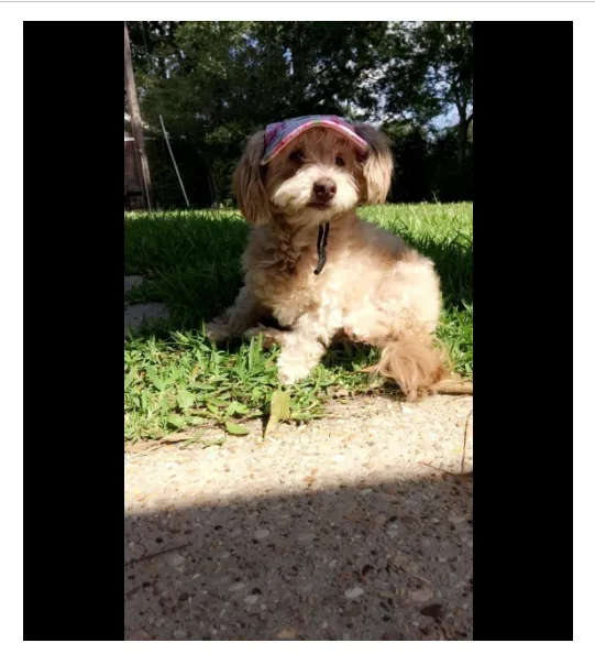 Machiko Summer Dog Hat, Protect Your Dog's Eyes From The Sun In Style!