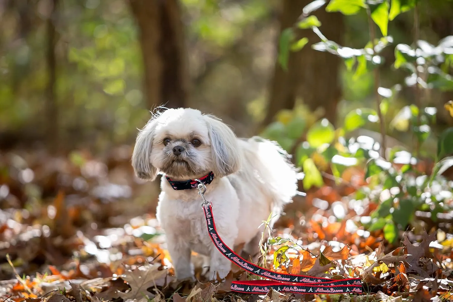 MLB PET Leash, Large, Atlanta Braves Dog Leash, Baseball Team Leash for Dogs & Cats. A Shiny & Colorful Dog & Cat Leash with Emboridered Team Name/Logo Licensed by The MLB