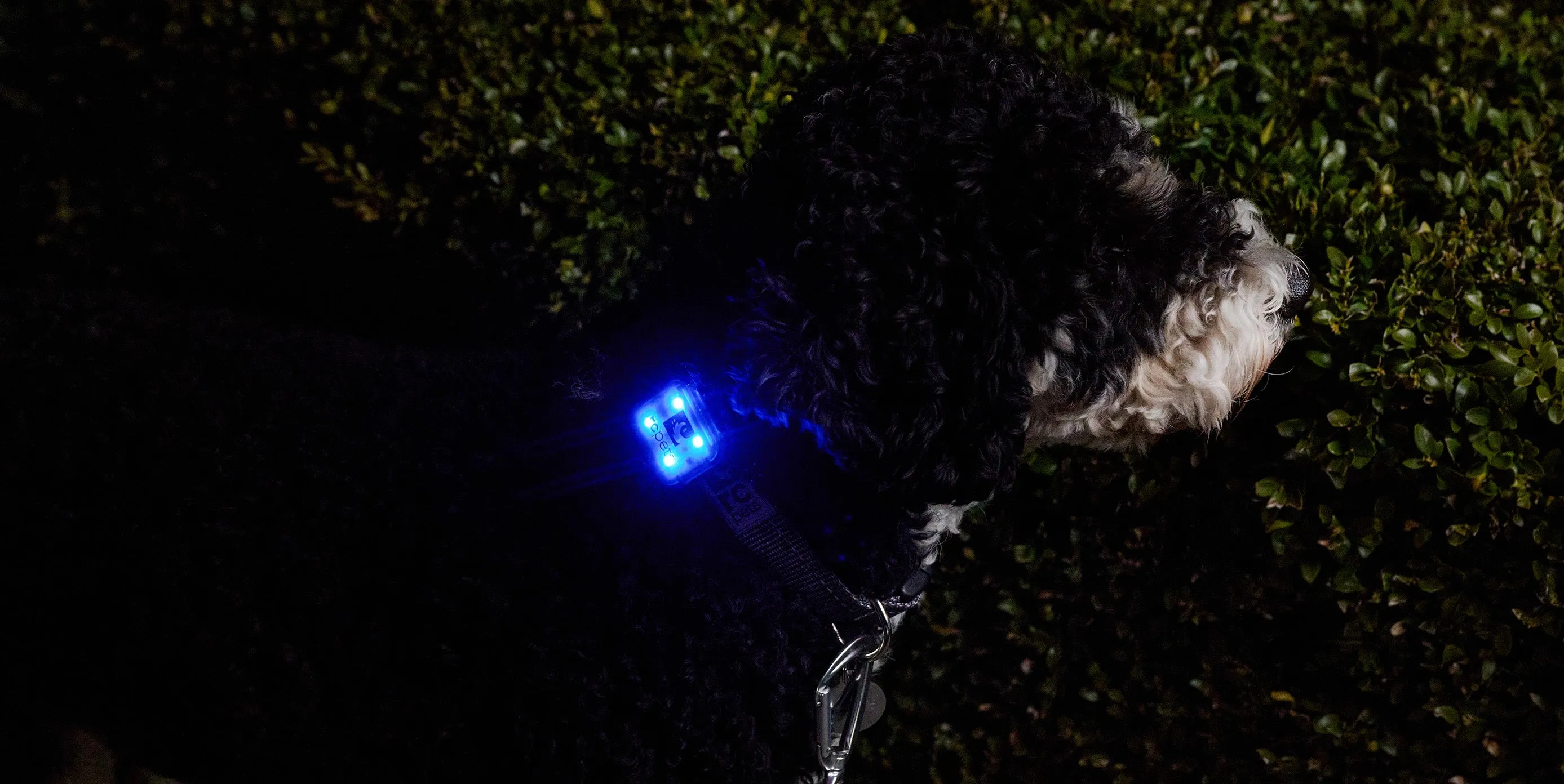RC Pets Nova LED Light