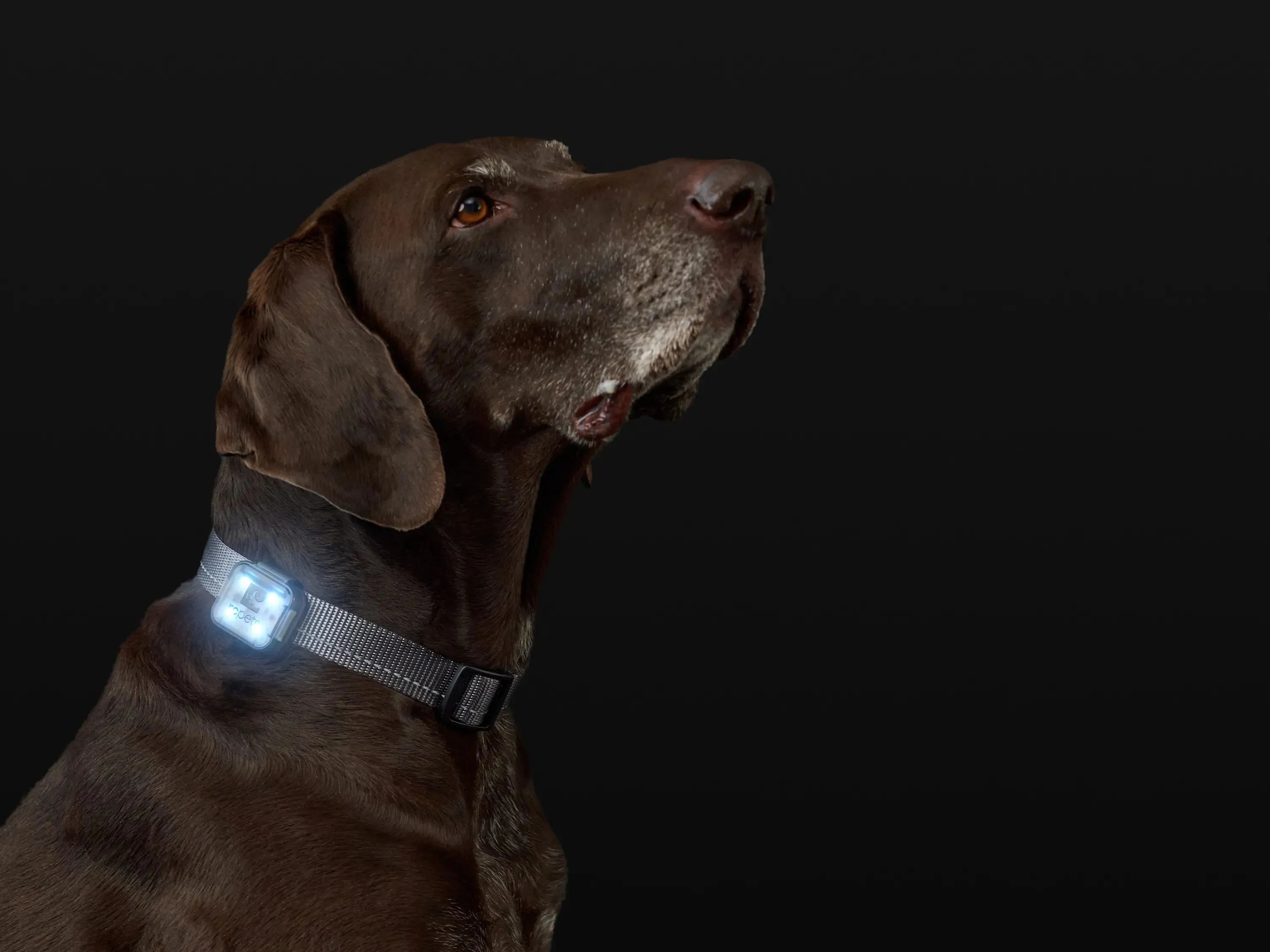 RC Pets Nova LED Light