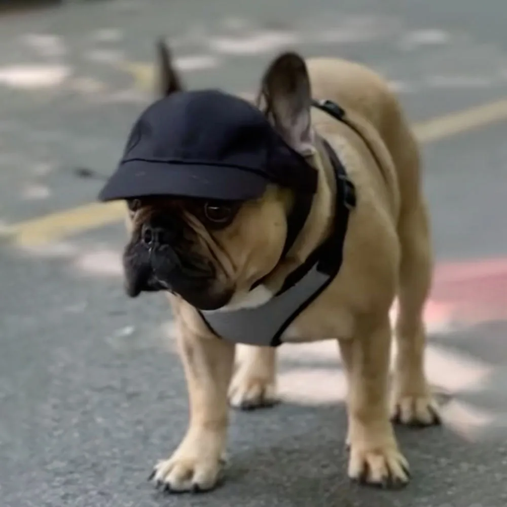 Stylish Sunshade Hat for French Bulldogs - Exposed Ears Protection